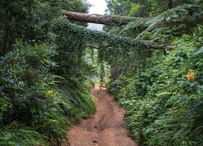 madeira jeep tour jungle vine valley