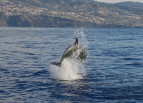 atlantic spotted dolphin at the coast of madeira near funchal