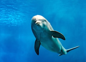 tursiop dolphin portrait detail of eye while looking at you from ocean