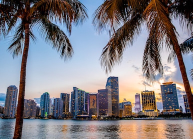 miami florida skyline and bay at sunset seen through palm trees