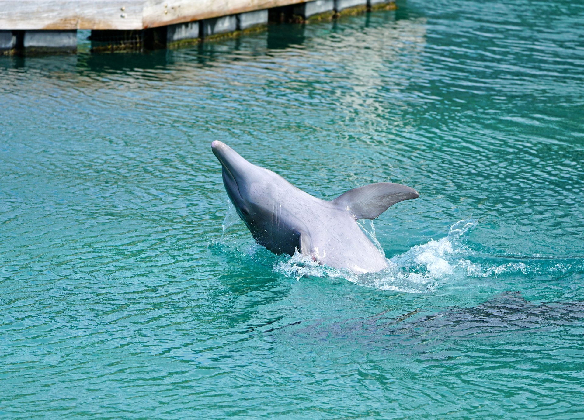 view of a grey bottlenose dolphin in the moorea lagoon in french polynesia
