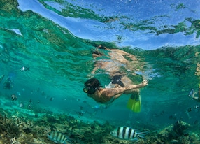 snorkel underwater and marine life