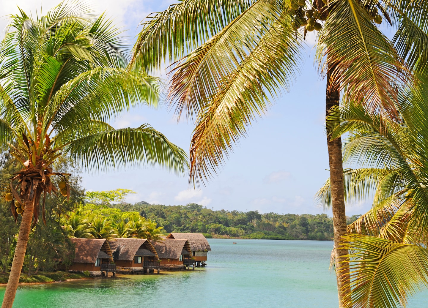 Island huts sit among tall palm trees. - Mystery Island, Vanuatu