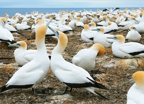 cape kidnappers and gannet safari birds