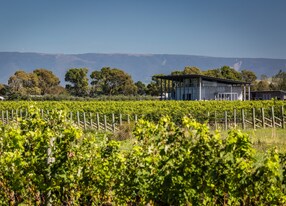 The Wine Makers Pour Vineyard