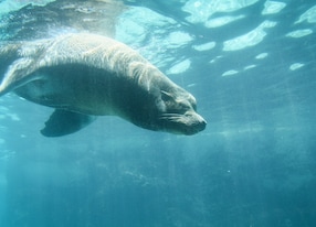 sea lion diving underwater zoo