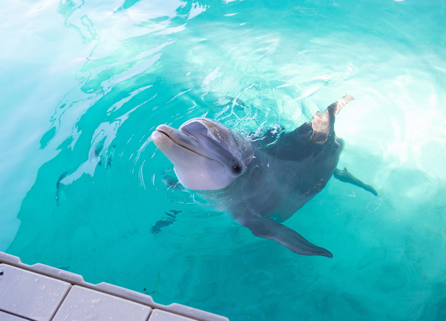 A dolphin encounter in Cozumel combines close interactions, education, water activities, and inclusive food and drinks. - Cozumel, Mexico