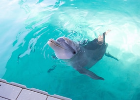 dolphin blue lagoon island nassau