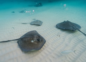 stingray stingrays in clear blue ocean water