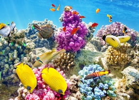 underwater fish and coral