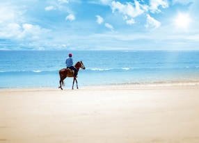 horse ride on the beach on a sunny day