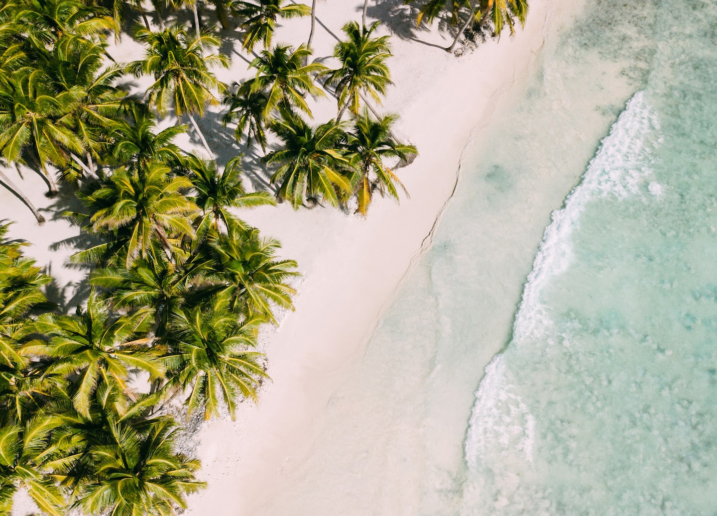 Palm trees line a quiet Aruba beach. - Oranjestad, Aruba