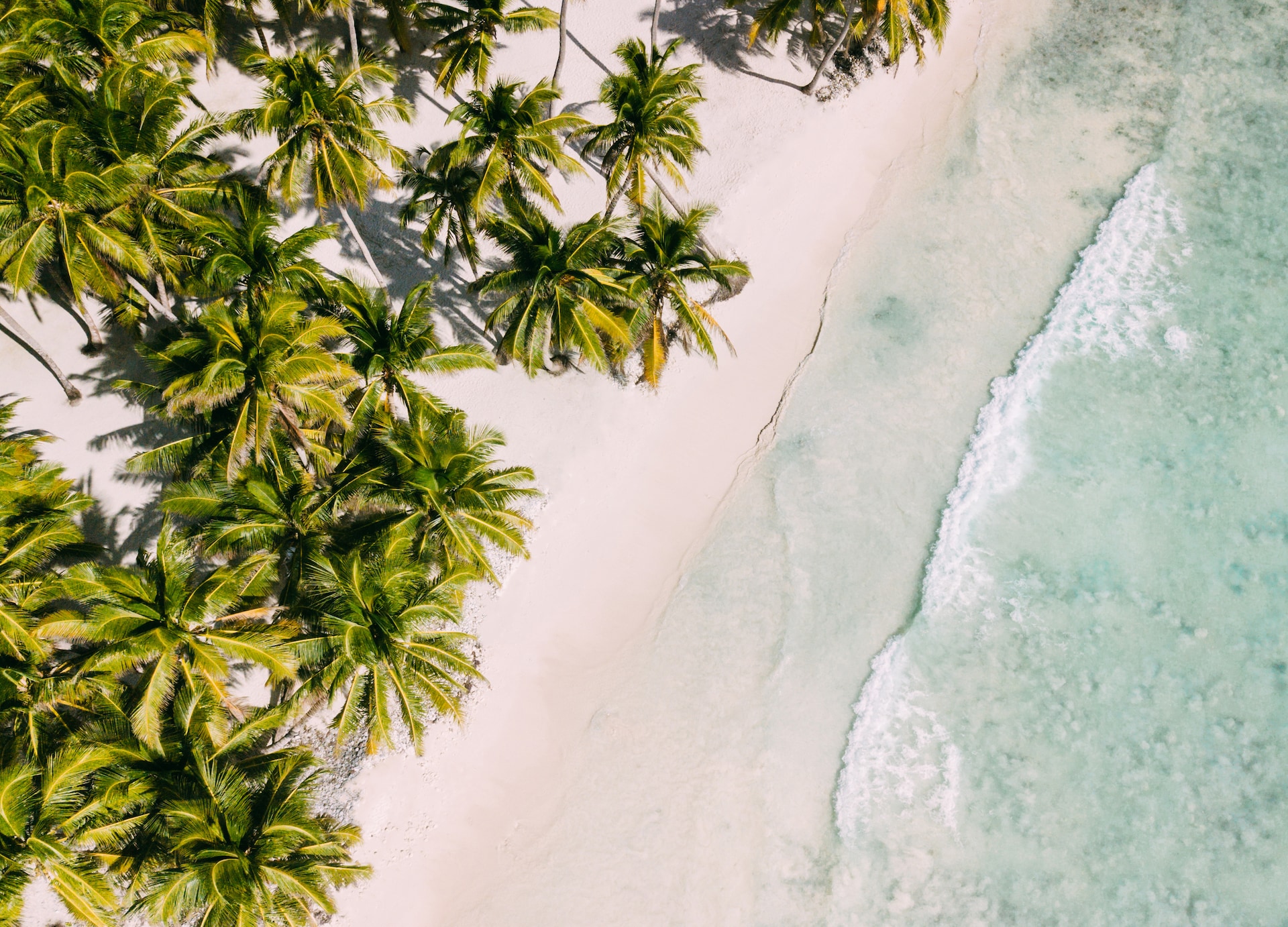 beach with beautiful coastline palm trees