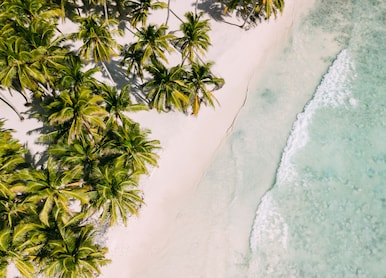 beach with beautiful coastline palm trees