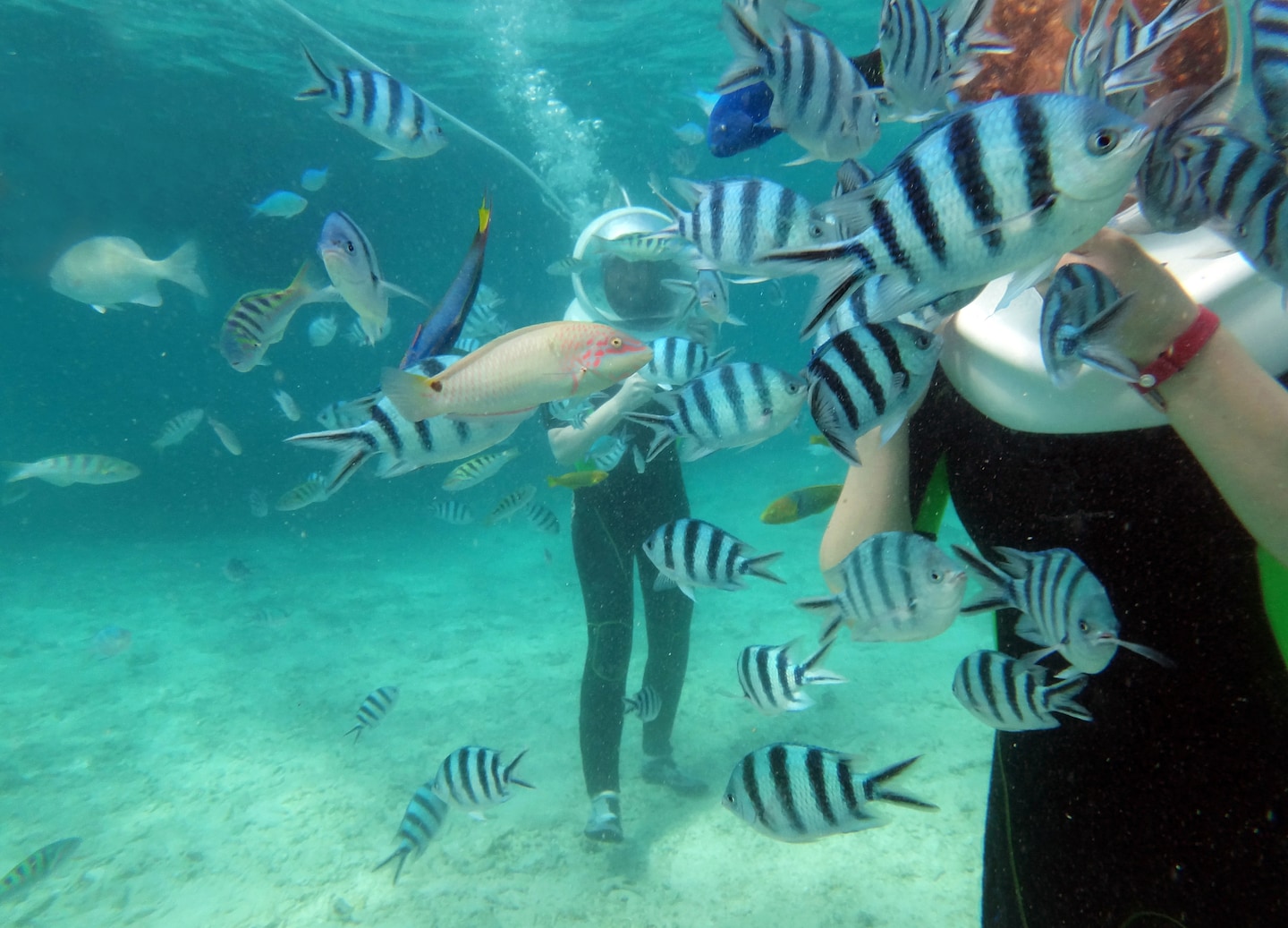 Guests walk along the sandy seafloor in helmet gear as colorful fish swim around them. - Oranjestad, Aruba