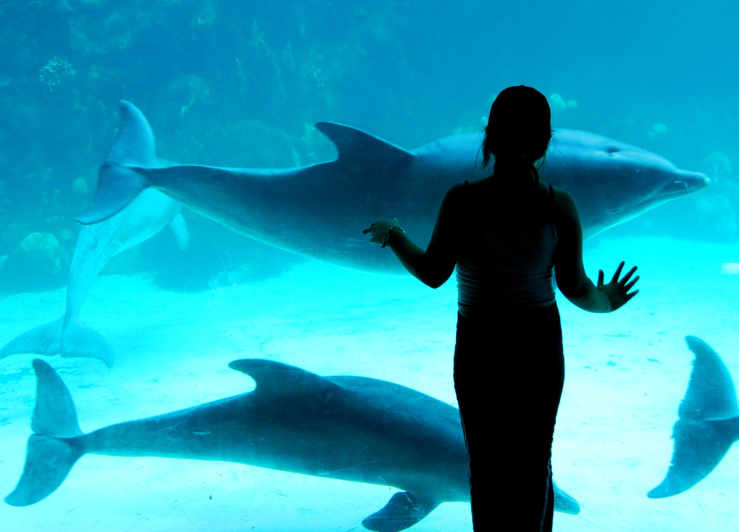 Girl standing before large shark‑tank aquarium display at SeaWorld. - Orlando Florida