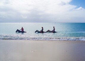 horse horseback beach ocean