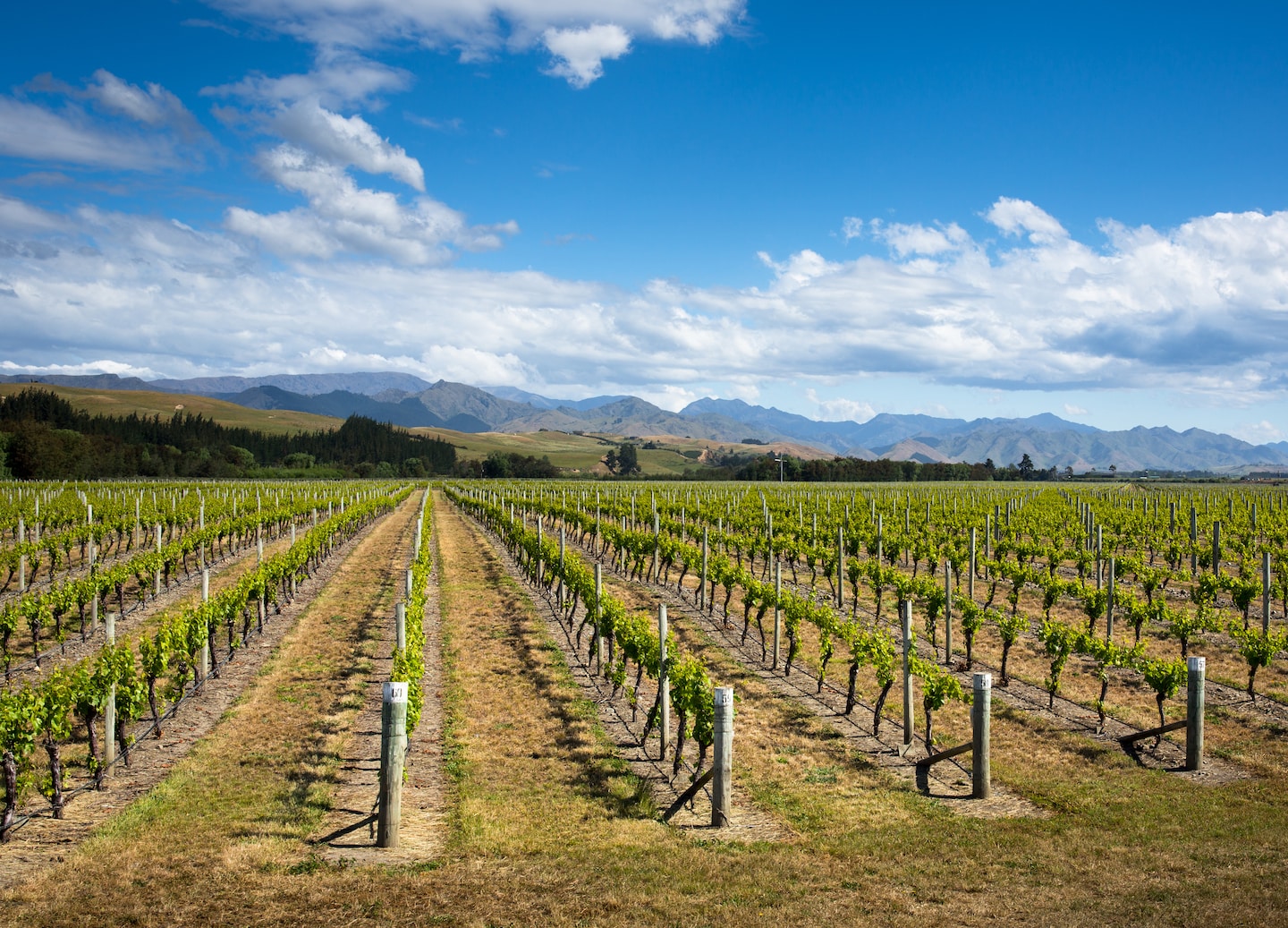 Marlborough vineyard grapes growing on sunlit vines in neat row. - Picton, New Zealand