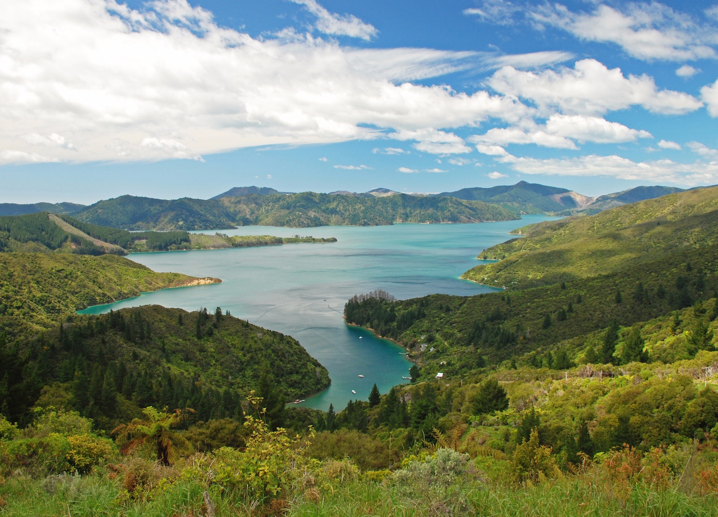 Cruise past coves and wildlife for a peaceful journey through the Sounds. - Picton, New Zealand