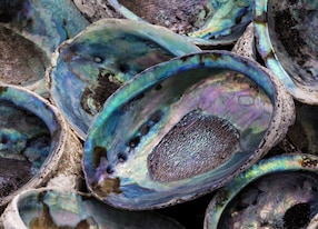 paua shells the inside marbling of a paua or more commonly known abalone shell