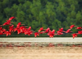 scarlet ibis flock sanctuary