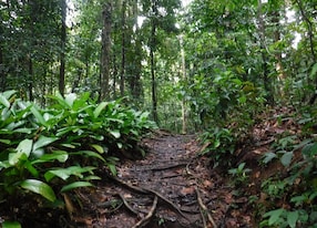 rainforest trail hike asa wright nature centre trinidad