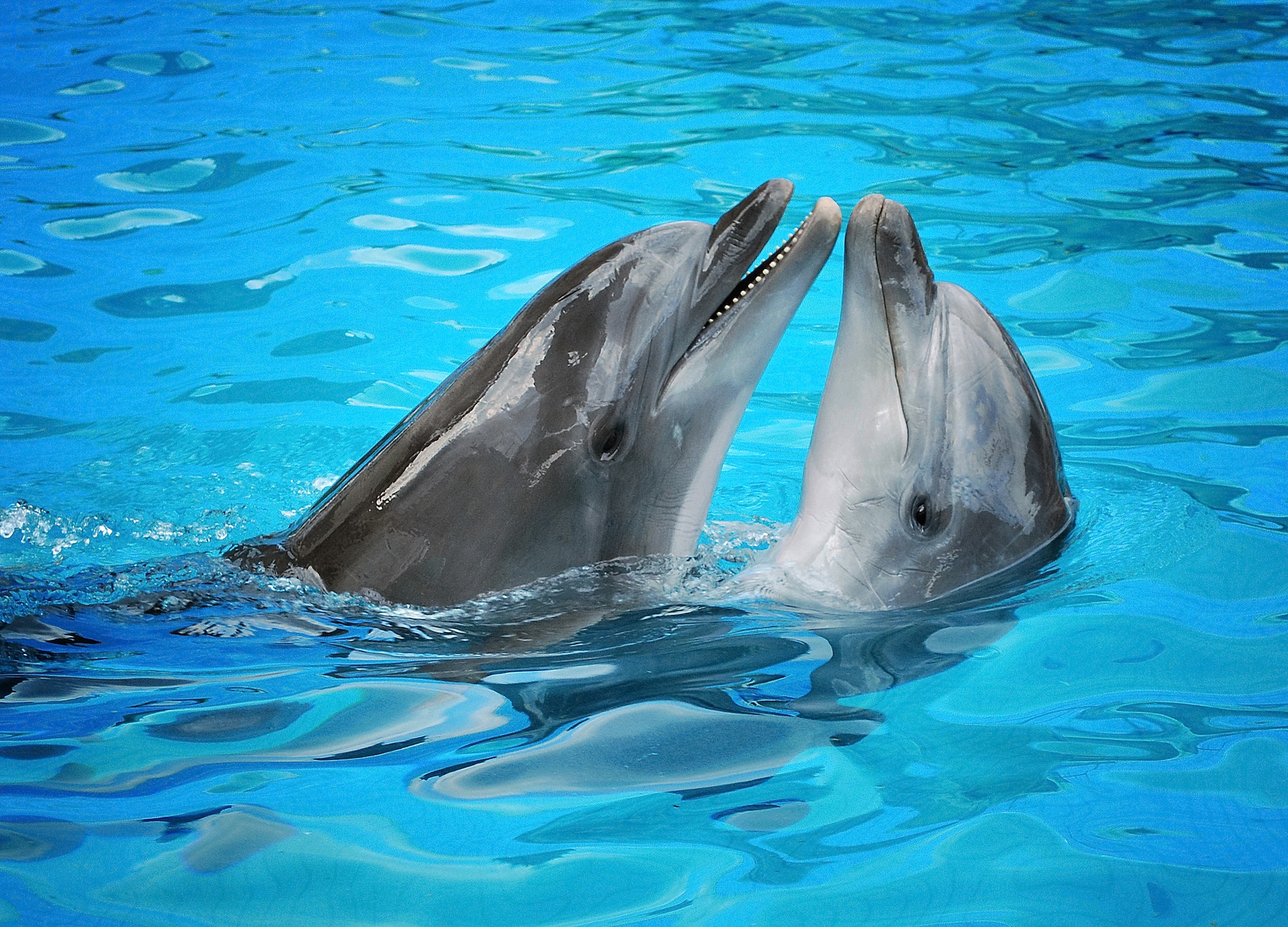 pair dolphins dancing lightblue water