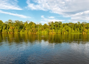 landscape of the tropical rainforest in tortuguero at sunset along the tortuguero river in costa