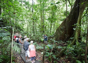 vergua rainforest hike through trees