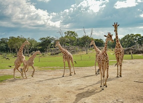 Sabana Adventure with Lunch Giraffes