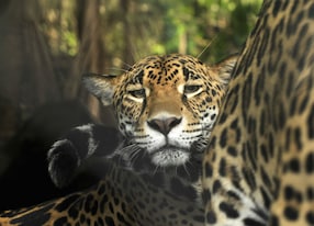 sloths jaguars and macaws paradise big cat jaguar