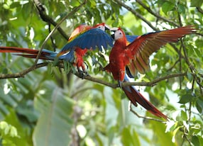 two jungle parrots in tree