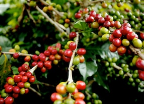 coffee beans plant crop