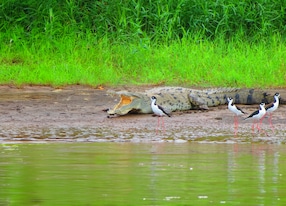 forest skywalks and tarcoles river eco cruise crocodile and birds