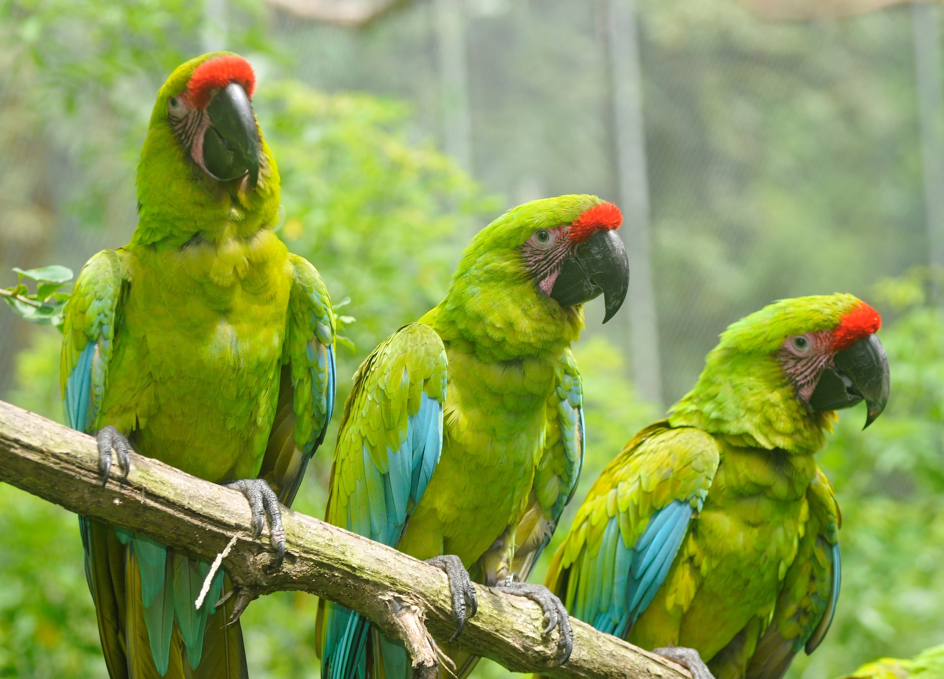 Three Macaws on Tree Puntarenas