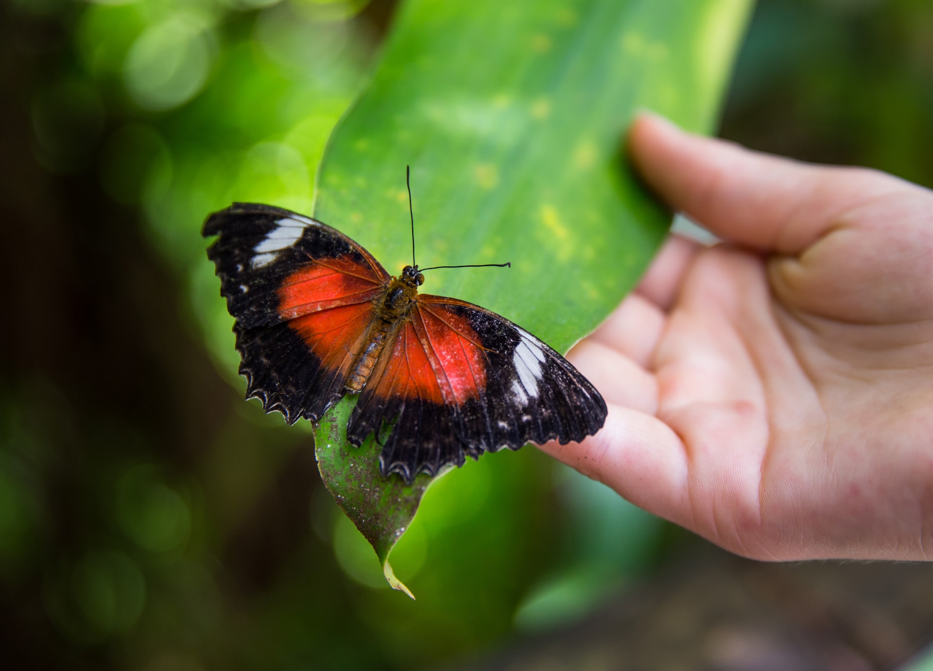 butterfly plant hand exotic