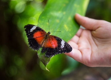 butterfly plant hand exotic