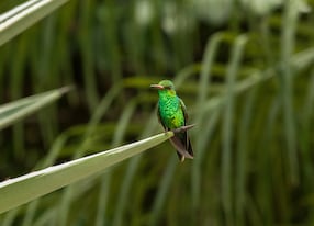 bird sanctuary little bird on a plant in rainforest forest
