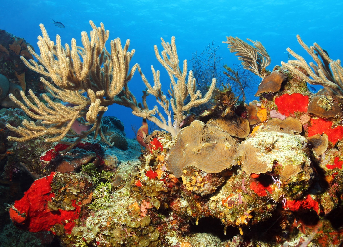 Vibrant coral reef teems with colorful tropical marine life. - Roatán, Honduras