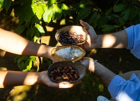 dominican farm to table experience chocolate coffee and fruit tasting coffee beans