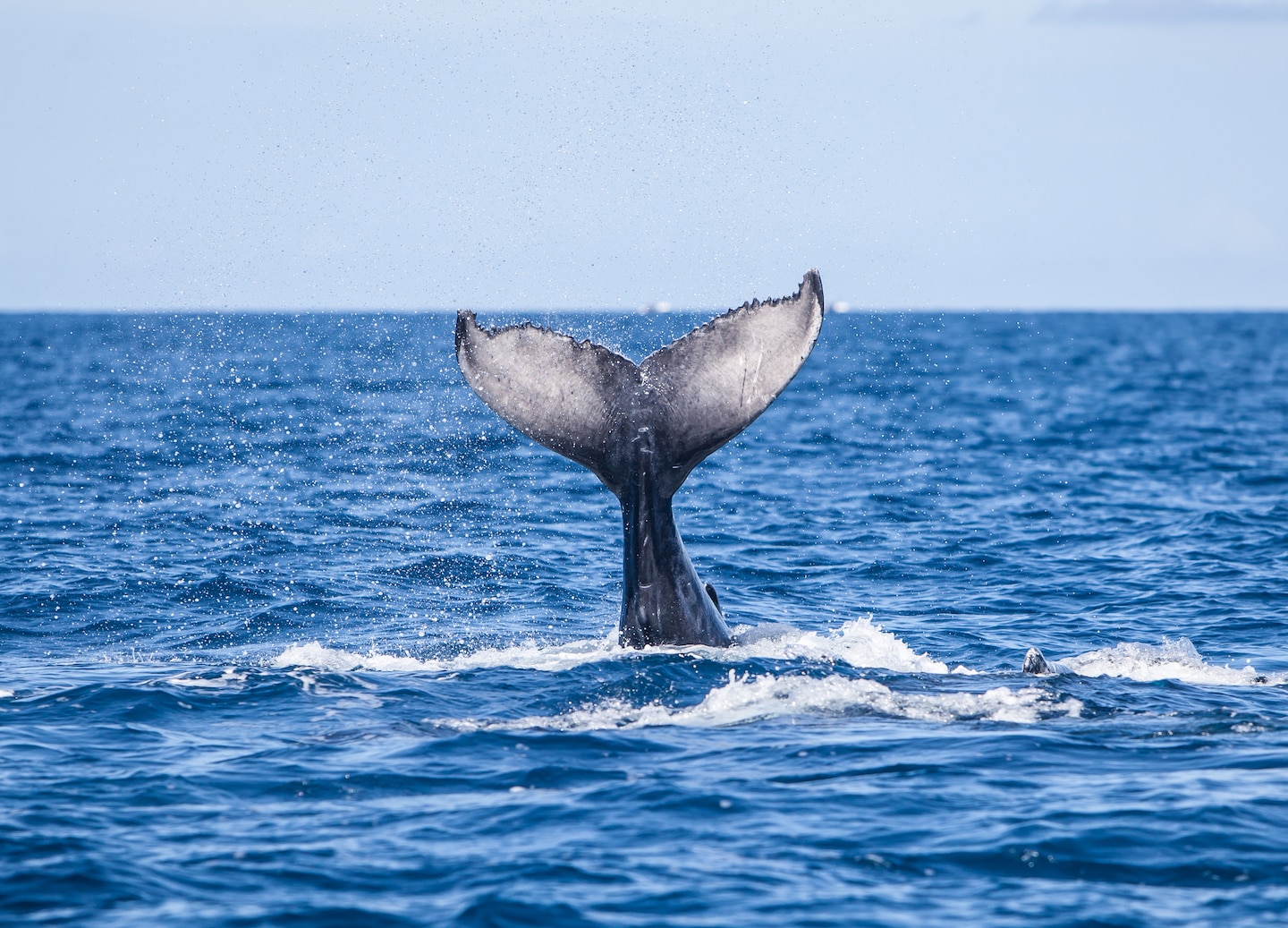 A young humpback whale lifts its tail fluke above the ocean during a Samaná‑area sighting. - Samaná, Dominican Republic