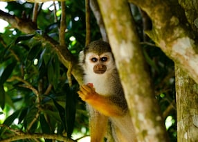spider monkey dominican republic punta cana