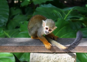 a squrriel monkey from the dominican