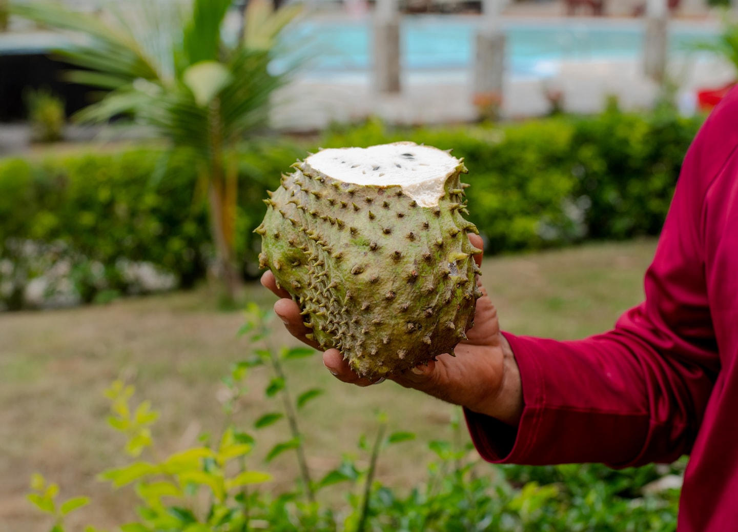 A freshly cracked coconut, showing its white flesh and textured brown shell. - Samaná, Dominican Republic