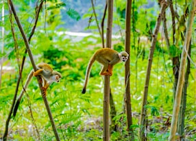 Monkeyland Adventure and Beach Break Monkeys