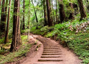 hiking trail going through redwood forest of muir woods national monument north san francisco bay