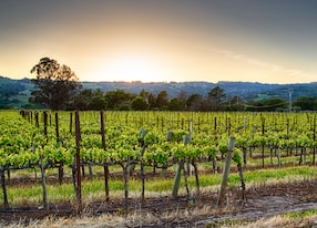 sunset over vineyards in california s wine country sonoma county california