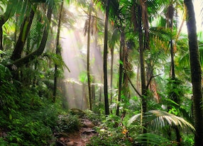 beautiful jungle path through the el yunque national forest in puerto rico