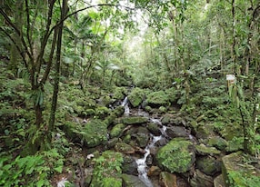 el yunqye national forest rainforest san juan puerto rico