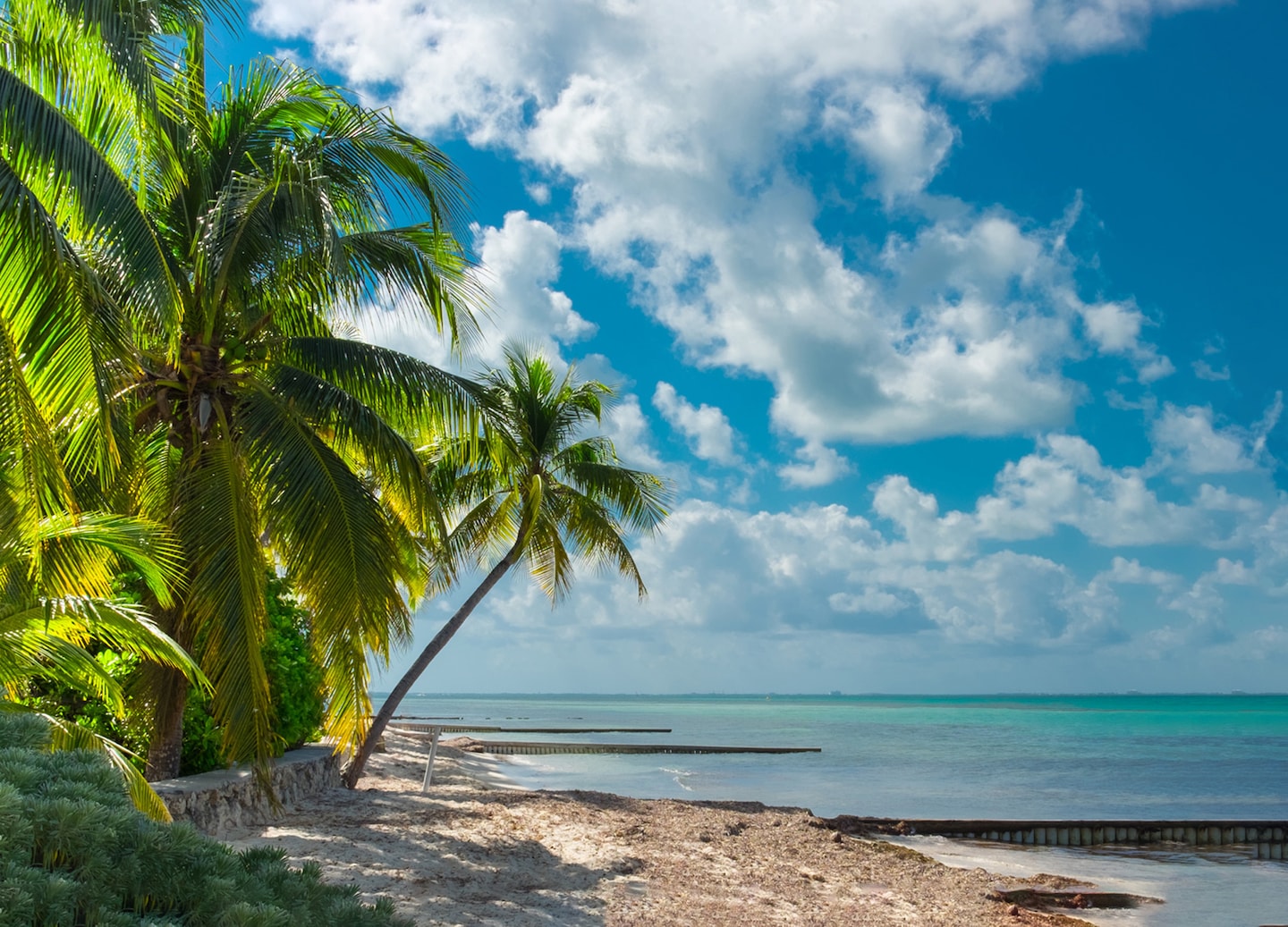 Palm trees lining sandy beach with calm ocean under blue sky. - George Town, Grand Cayman